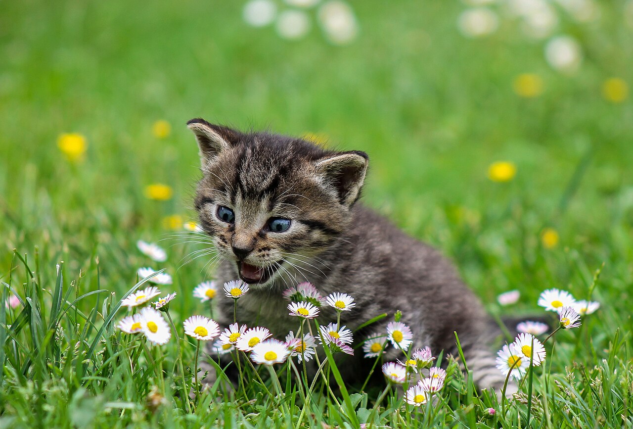 Heating the Home Like a Heater: A Primer on Thermal Mass for Cats