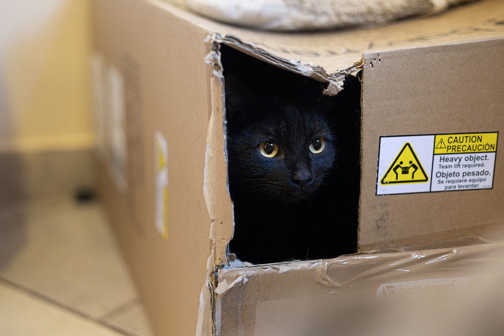 Box Integration